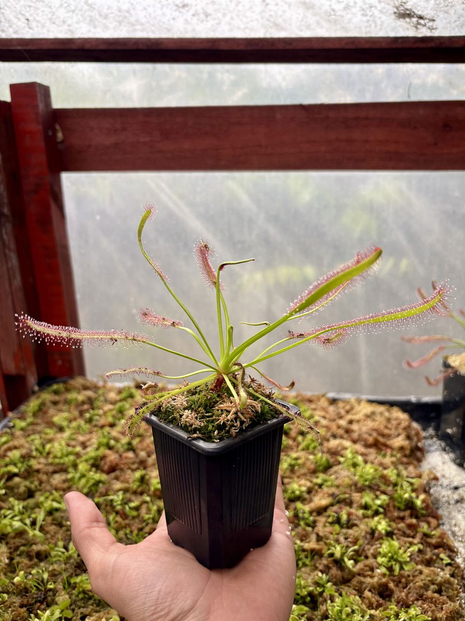 Drosera capensis típica con tentáculos rojos
